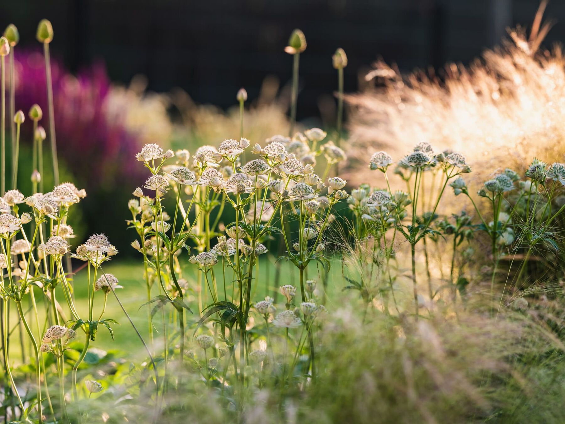 Beplanting & groenaanleg